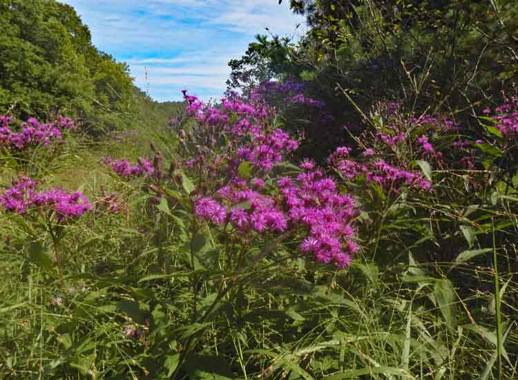 New York ironweed - Vernonia noveboracensis - plant  habitat New York ironweed - Vernonia noveboracensis -plant  habitat